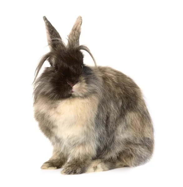 Rabbit — Stock Photo, Image