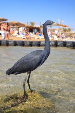 naama bay sharm el sheikh, Mısır, sahilinde kara balıkçıl