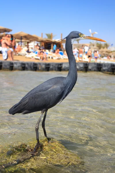 stock image Black Heron on the beach in Naama Bay in Sharm El Sheikh, Egypt