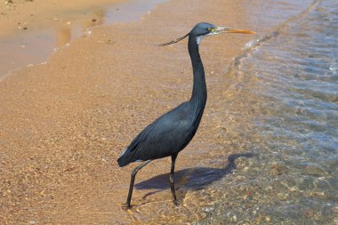 Küçük mavi balıkçıl (Egretta caerulea), Naama Körfezi sahilinde ben