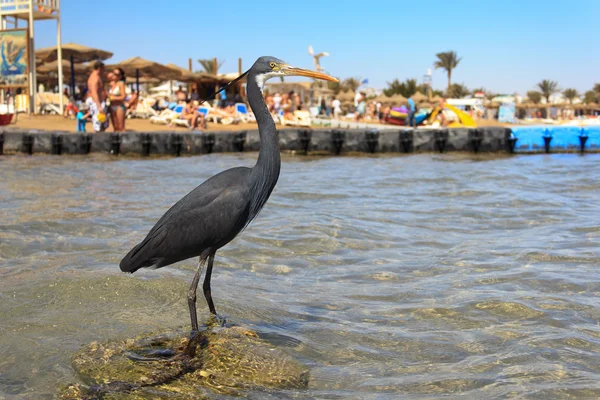 stock image Little blue heron (Egretta caerulea) on the beach in Naama Bay i