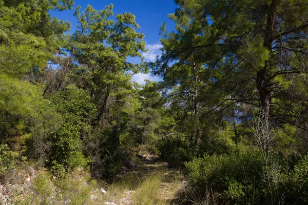 Stock image Woodland scene