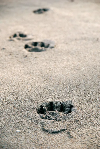 Pes sleduje v mokrém písku — Stock fotografie