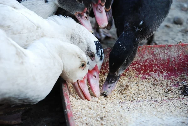 Patos comem ração de trigo da calha — Fotografia de Stock