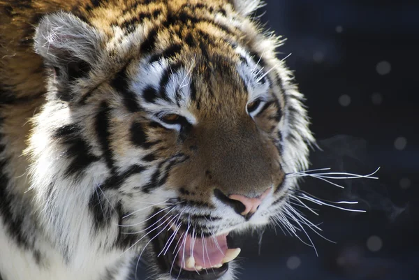 Portrait of a tiger roars in winter — Stock Photo, Image