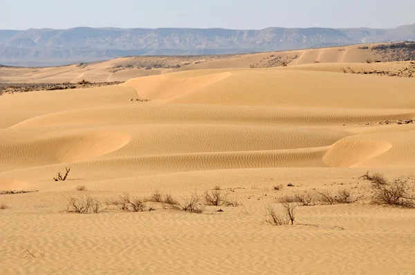 모래 사막 — 스톡 사진