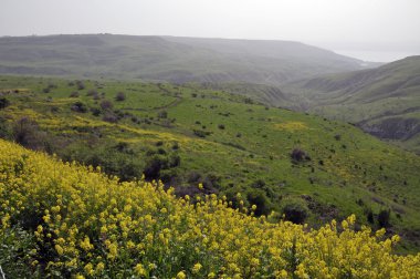 Golan çiçek