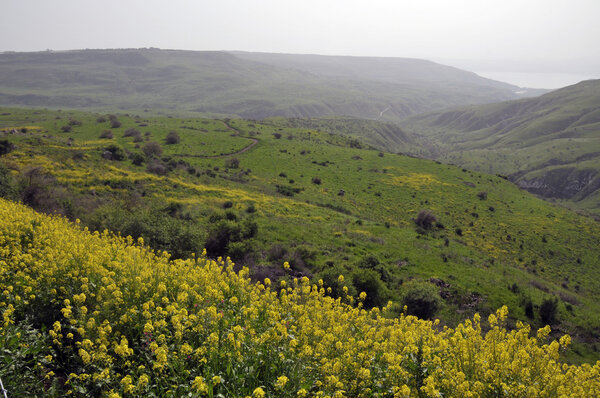 Blooming on Golan