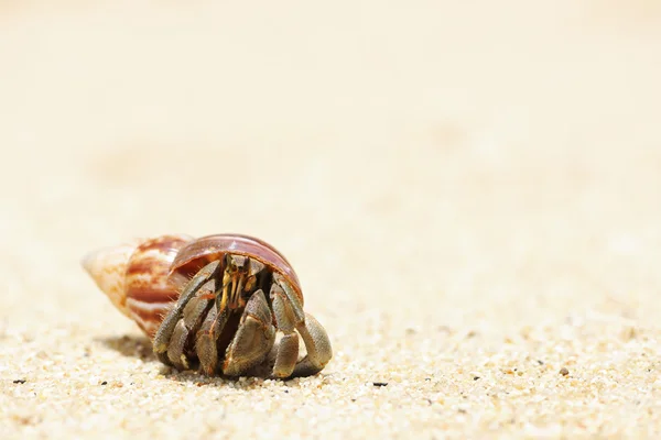 Отшельник Краб на пляже — стоковое фото