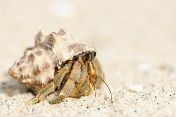 Eremitkräfta på en strand — Stockfoto