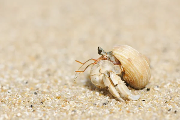 Caranguejo eremita em uma praia — Fotografia de Stock