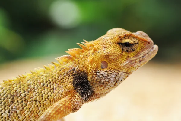 Wild lizard — Stock Photo, Image