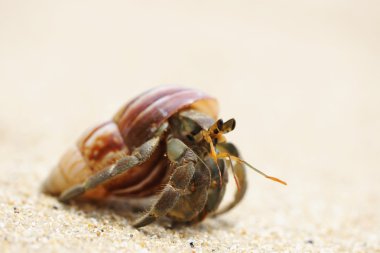 Hermit Crab on a beach clipart