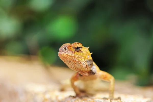 Wild lizard — Stock Photo, Image