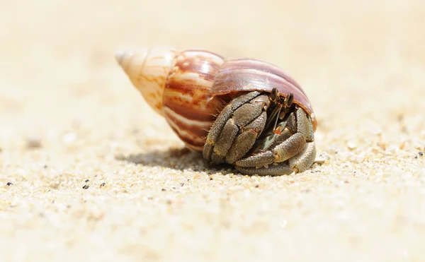 Caranguejo eremita em uma praia — Fotografia de Stock