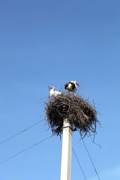 stock image Pair Storks