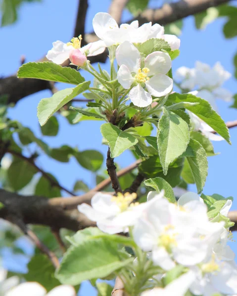 Яблуневий цвіт — стокове фото