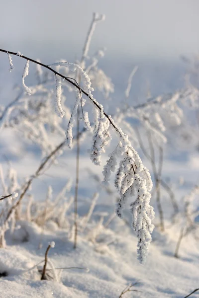 Planta en la nieve — Foto de Stock