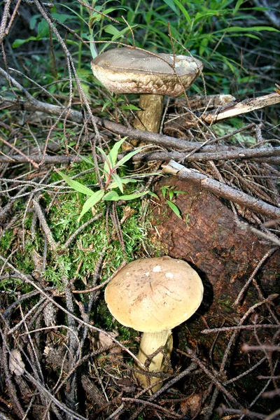 Weißer Pilz — Stockfoto