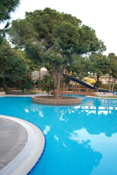 stock image Tree in pool