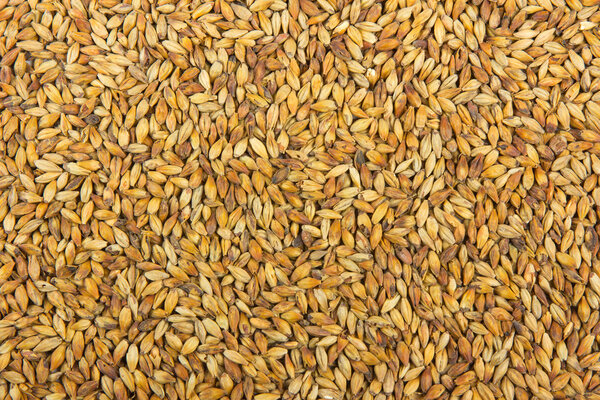 Malt background