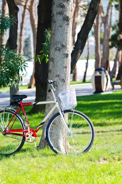 공원에서 자전거 자전거 — 스톡 사진
