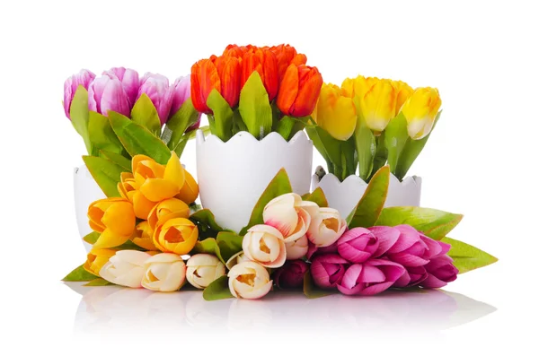 Tulipany na białym tle — Zdjęcie stockowe