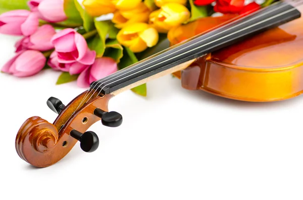 stock image Violin and tulip flowers on white