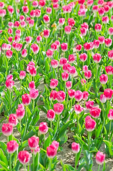 Цветы тюльпаны в саду — стоковое фото