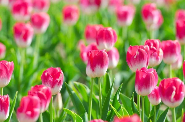 Flowers tulips in the garden — Stock Photo, Image