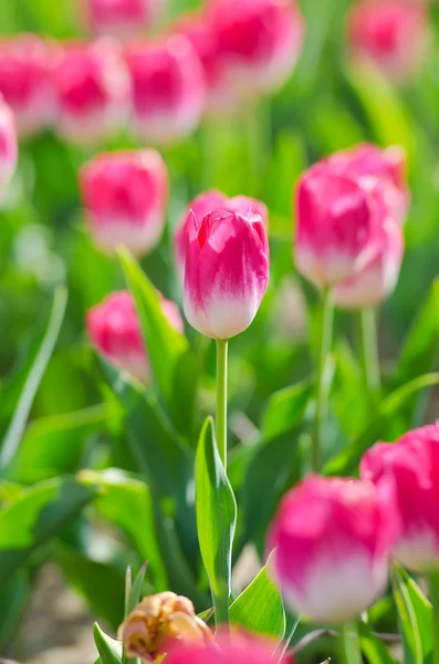 Květiny tulipány v zahradě — Stock fotografie