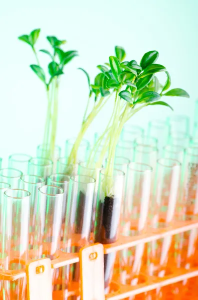 緑の苗を実験ラボ — ストック写真