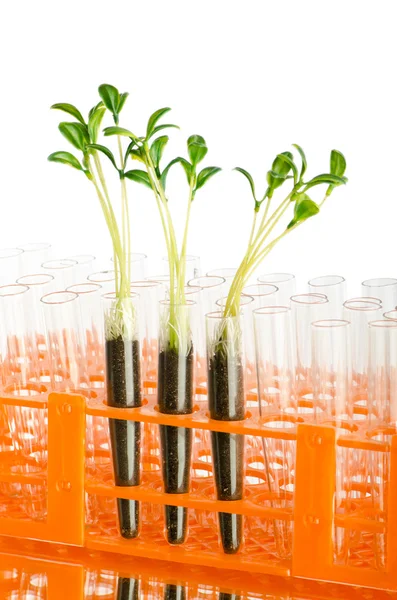 Experimento de laboratorio con hojas verdes — Foto de Stock