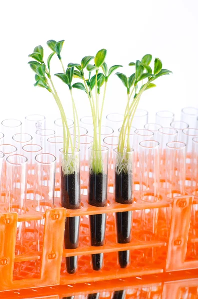 Expérience en laboratoire avec des semis verts — Photo