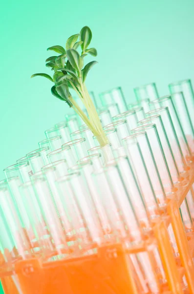 緑の苗と実験室試験 — ストック写真