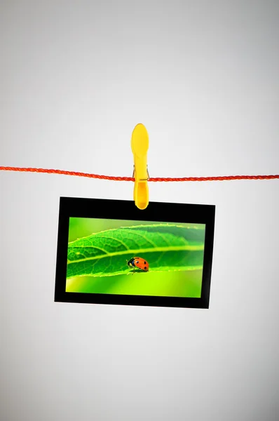 Ladybug on the hanging photo — Stock Photo, Image