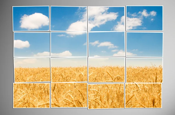 Gerst veld gesneden in veel foto 's — Stockfoto