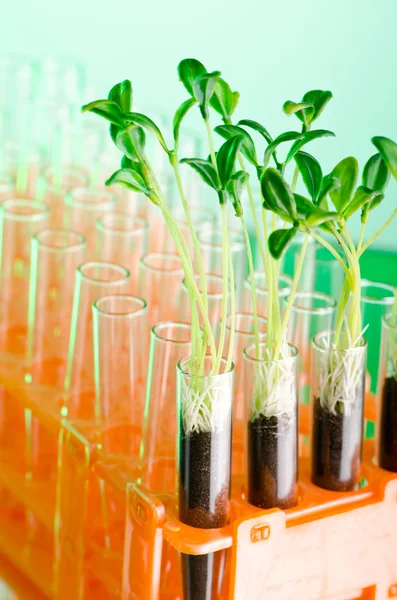 Experimentera med gröna plantor i labbet — Stockfoto