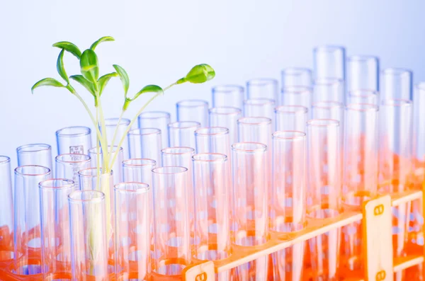 Lab experimenteren met groene zaailingen — Stockfoto