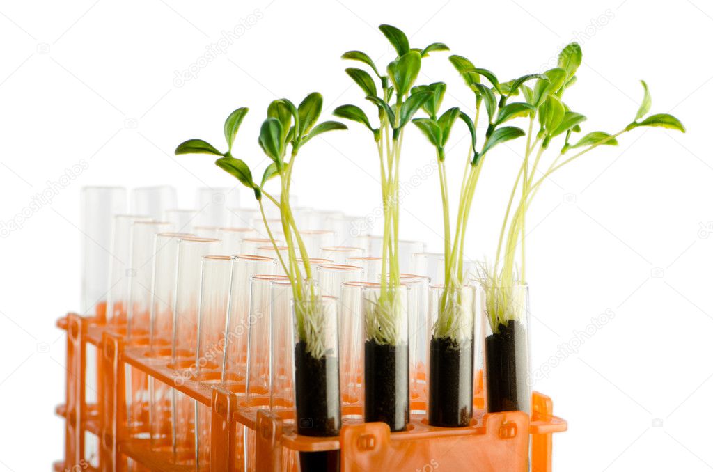 Lab experiment with green leaves