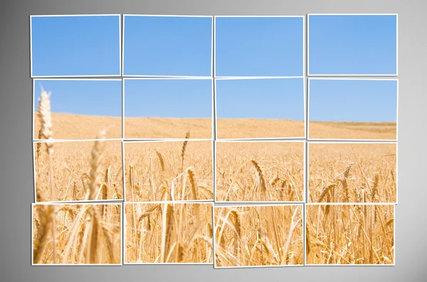 大麦场切成很多照片 — 图库照片