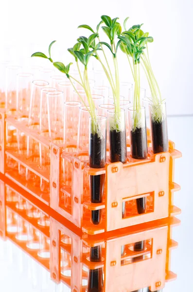 Experimento de laboratorio con plántulas verdes — Foto de Stock