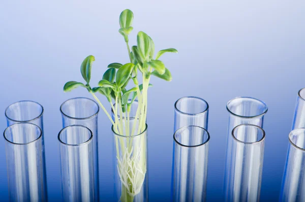 Experiment with green seedling in lab — Stock Photo, Image