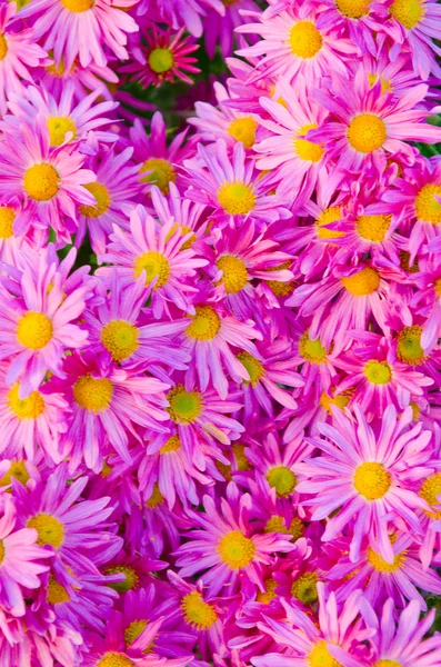 Camomiles 꽃 자연 개념에 — 스톡 사진