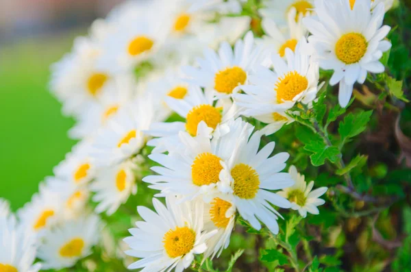 Camomiles flores en concepto de naturaleza — Foto de Stock