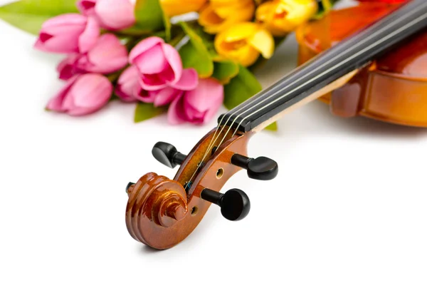 stock image Violin and tulip flowers on white