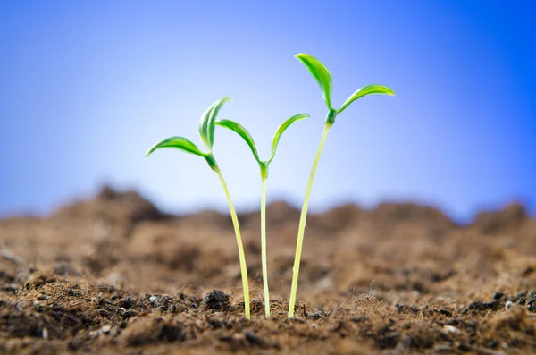 Plántulas verdes en nuevo concepto de vida —  Fotos de Stock