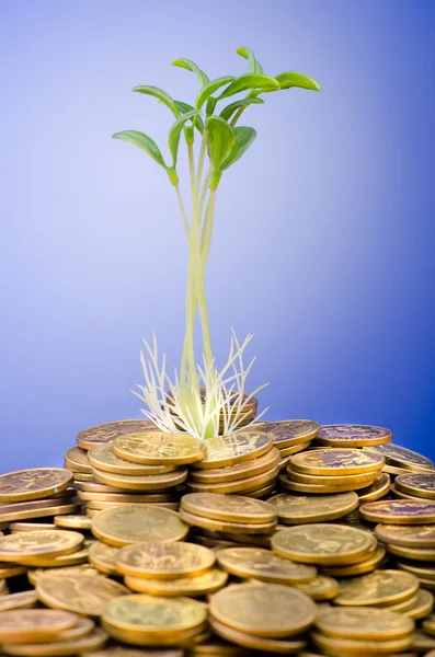 苗とコインと財務の概念 — ストック写真