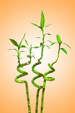 Bamboo branches against the background clipart