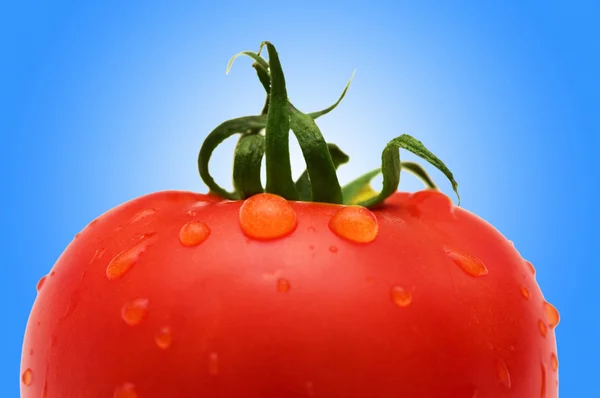 Fresh Red tomato against gradient — Stock Photo, Image